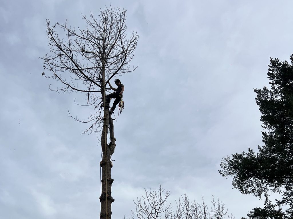 Deux hommes en vestes orange utilisent une tondeuse à gazon dans un jardin.