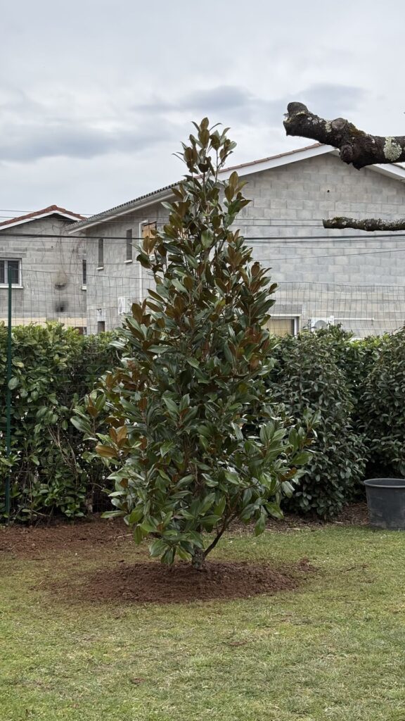 Jeune magnolia planté dans un jardin