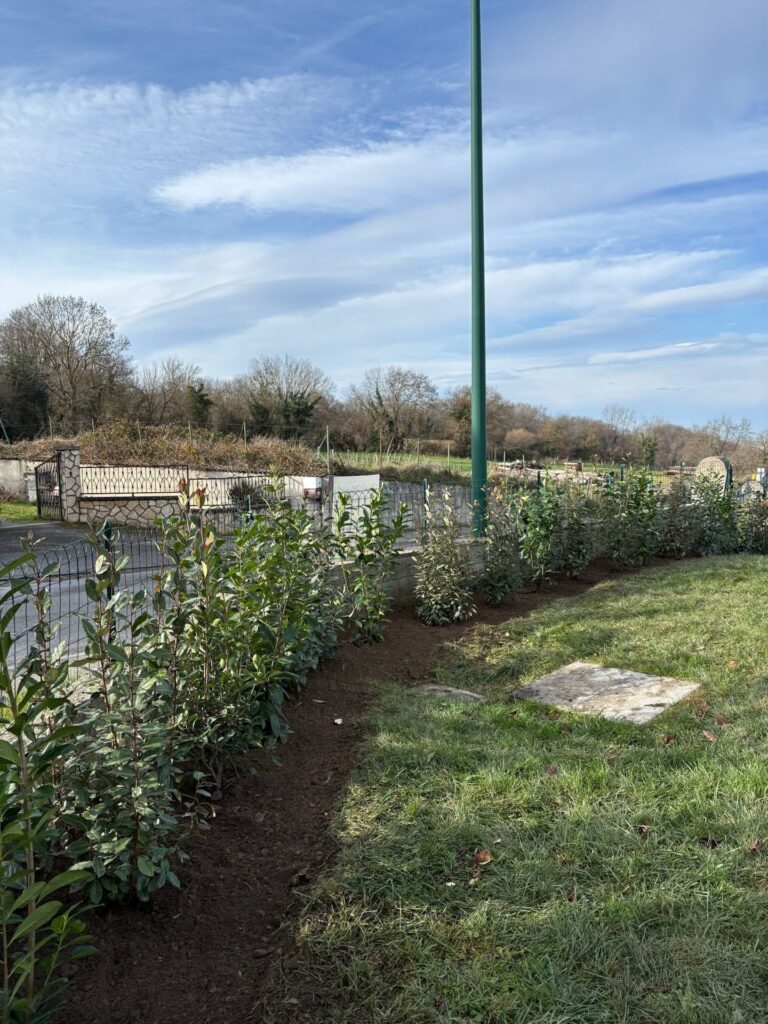Haie fraîchement plantée le long d’une pelouse