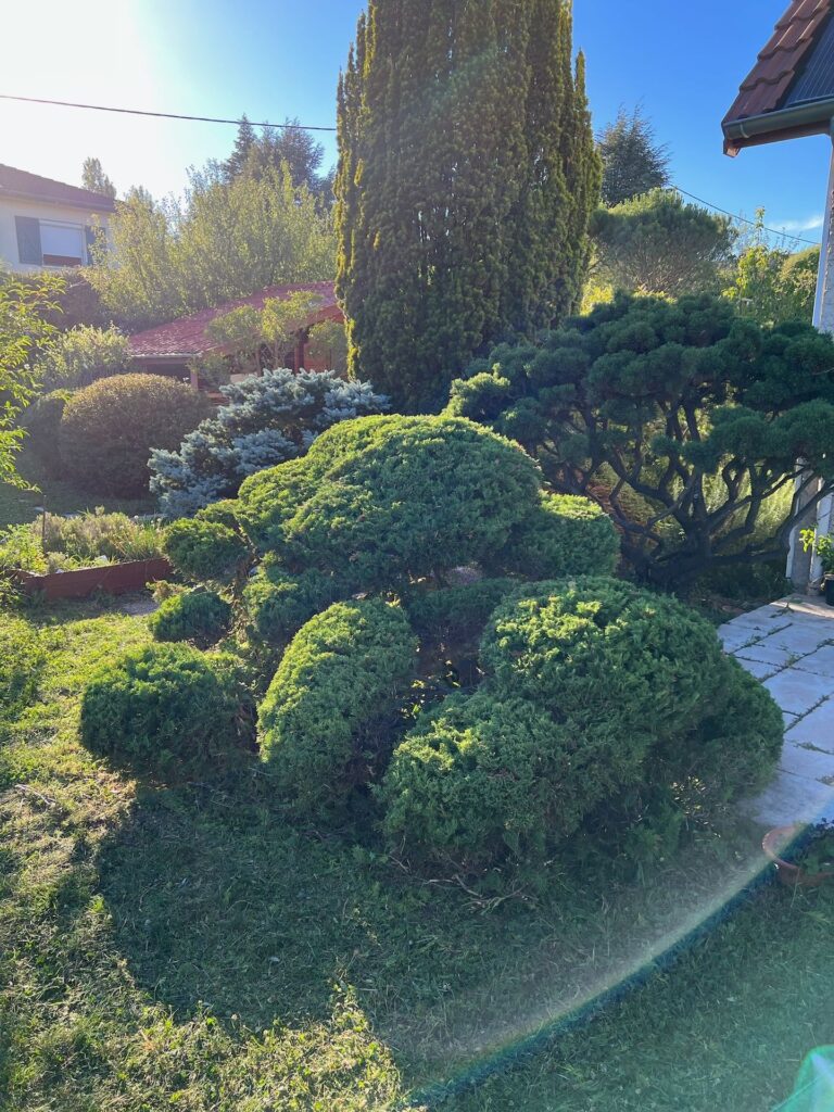 Jardin structuré avec arbustes taillés en nuage